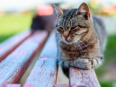 Gri kedi bankta yatıyor.