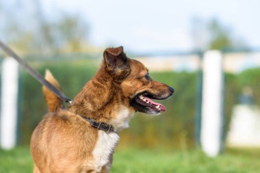 Evcil köpek yazın çimlerin üzerinde tasmayla oynar..