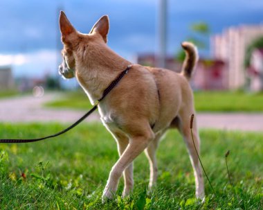 Çayırda yürüyen küçük kahverengi köpeğe bak 