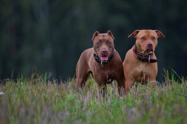 Deri yakalı iki kızgın pitbull teriyeri ormanın arka planında çimlerin üzerinde duruyor..