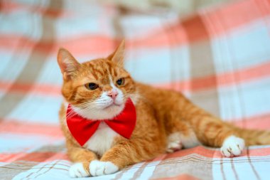 Kırmızı kelebekli kırmızı bir kedi portresi