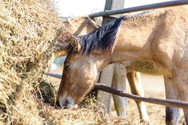 Atlar güneşli bir günde samanlıkta yemek yerler..