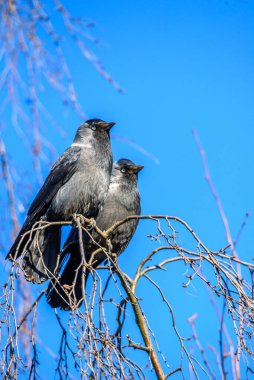 Gökyüzüne karşı ağaçta oturan bir çift karga..