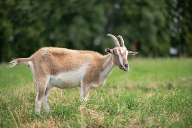 Bir köy keçisi çayırda otluyor. Yakın planda fotoğraflandı..
