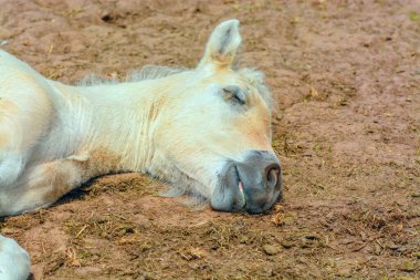Çiftlikteki atların hayatı: bej renkli bir tay at yerde yatıyor.