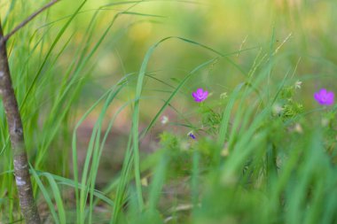 Kapalı bir arka planı olan kır çiçekleri..