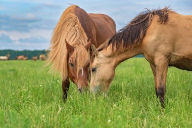 Yazın yeşil bir tarlada otlayan at sürüsü.