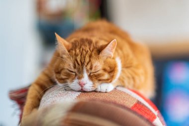 Kırmızı kedi kanepede gözlerini kısarak yatıyor..