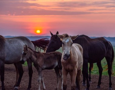 Şafakta otlayan atlara bakın.