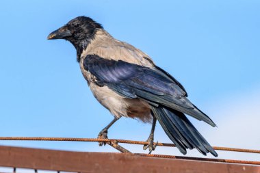 Karga çatıda oturur.