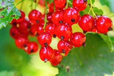 Frenk üzümünün yakın plan görüntüsü 