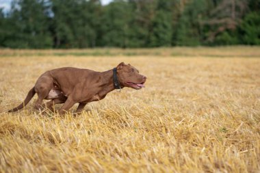 Yakışıklı Amerikan Pitbull Terrier biçilmiş alanda hızlı koşar..