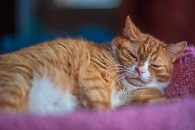 Kırmızı evcil kedi battaniyenin üzerinde bir kutuda yatıyor..