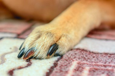 Köpek pençesi makrosu.