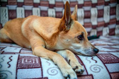 Köpek pençesi makrosu.