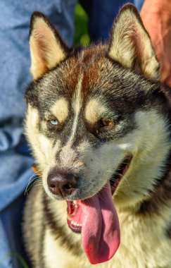 Sibirya Husky 'sinin yakın plan portresi