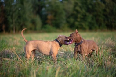 Çimlerin üzerindeki bir arazide iki pitbull teriyerinin kavgası. Yakından çekilmiş..