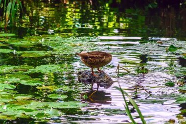 Ördek gölette yüzer