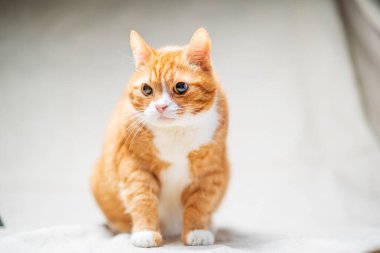 Kırmızı kedi stüdyoda arka planda.