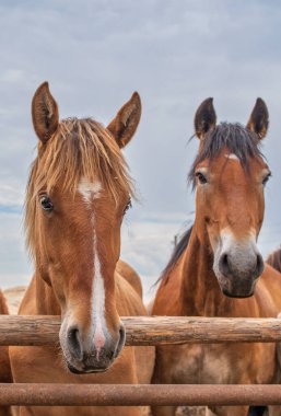 Çiftlikteki otlakta atlar. Gökyüzü arkaplanına yakın çekim.