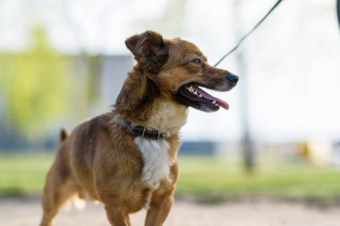 Tasmalı güzel bir köpeğin portresi..