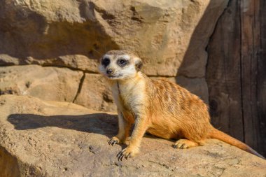 Küçük bir mirketin portresi