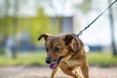 Çimenlerde oynayan korkmuş bir köpek..