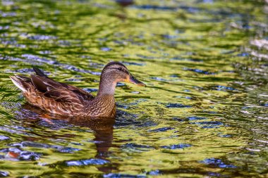 Ördekler gölette yüzer.