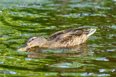 Ördekler gölette yüzer.