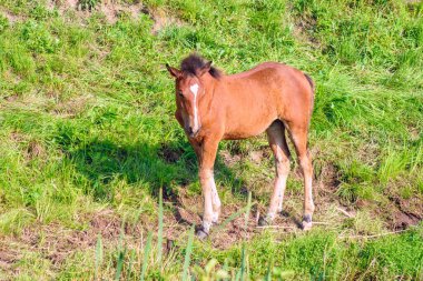 Yazın güneşli bir günde tarlada atlar.