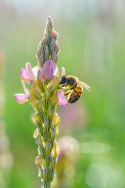 Arı lupin çiçeklerinde bal toplar. Yakın planda fotoğraflandı..