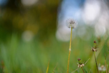 Güneşli bir günde tarlada bir karahindiba..