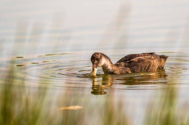 Ördekler gölde ekmek yer. Fotoğraflı yakın plan..