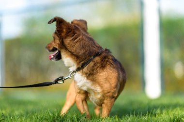Parkta tasmalı bir köpek gezintisine çıkmış..