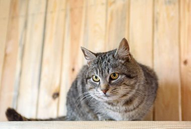 Tahta bir arka planda gri bir kedinin portresi