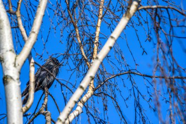 Gökyüzüne karşı bir ağaçta oturan bir karga portresi.