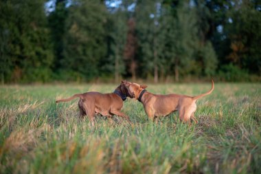 Çimlerin üzerindeki bir arazide iki pitbull teriyerinin kavgası. Yakından çekilmiş..