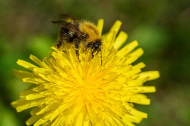 Arı karahindibadan nektar topluyor..