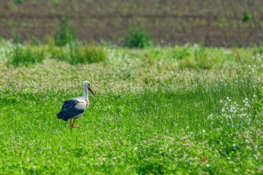 Leylek çim tarlasında yürüyor