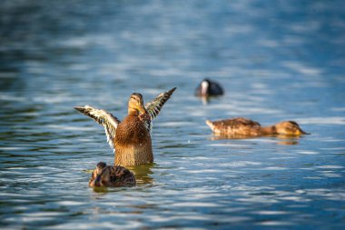 Göletteki bir ördek kanatlarını çırpar ve uçar..