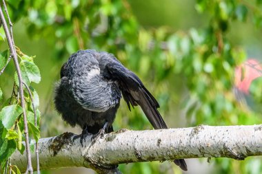 Karga kanatlarını temizler. Bir dalda duruyor.