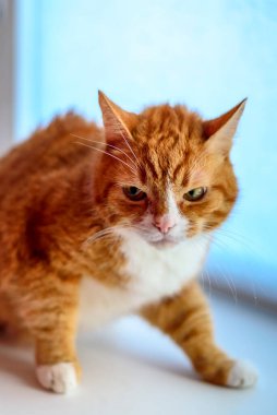 Pencere pervazındaki kedi