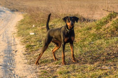 Bir Alman Pinscher portresi..