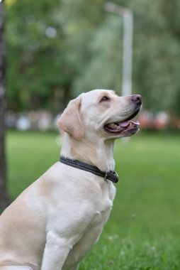 Parktaki yavru bir labrador 'un yakın plan portresi..