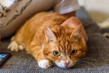 Kırmızı ev yapımı kedi kanepede dinleniyor.