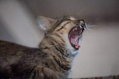 Adi kedi ağzı açık esniyor..