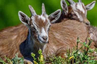Keçiler çimenlerde otlar.