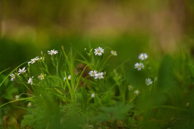 Ormandaki kır çiçekleri. Yakın plan..