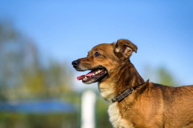 Tasmalı güzel bir köpeğin portresi..