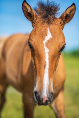Bulanık bir geçmişi olan köylü bir tayın yakın plan portresi..